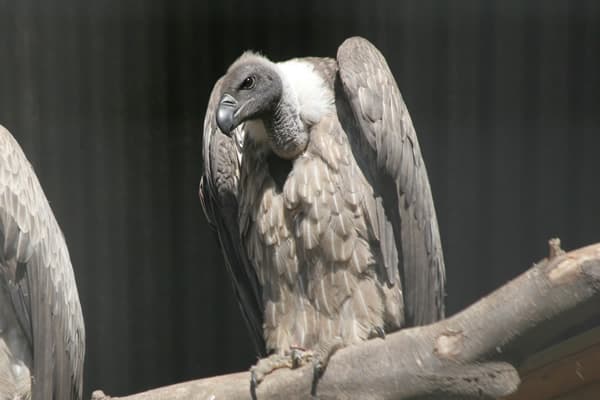 Cotswold Falconry Centre, unique experiences in Moreton-in-Marsh