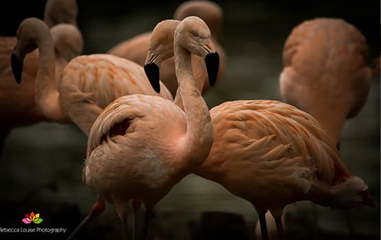 Cotswold Wildlife Park, family in Burford